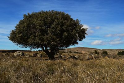 Tree on field against sky