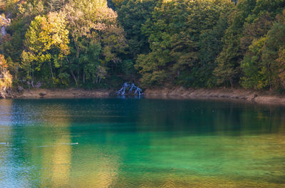 Scenic view of lake in forest