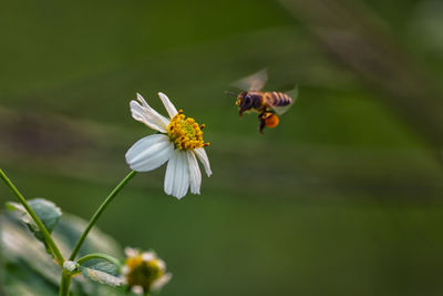 Close-up of bee pollinating on white flower