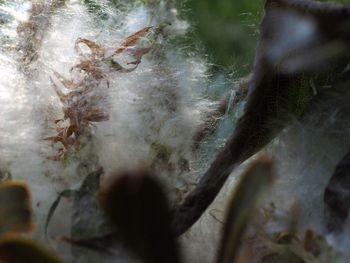 Close-up of tree trunk in forest