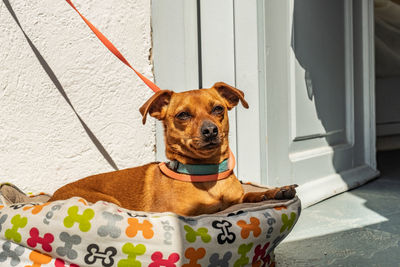 Portrait of dog sitting outdoors