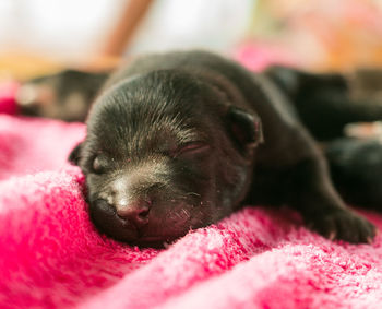 Close-up of dog sleeping