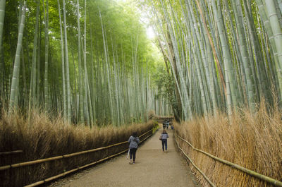 Rear view of people walking on bamboo forest