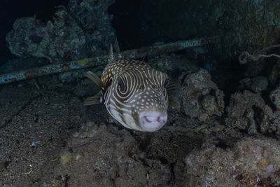 Fish swimming in sea