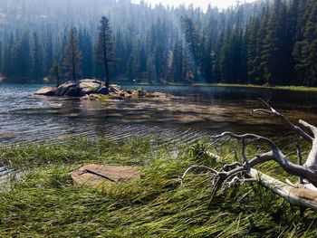 Scenic view of lake with trees in background