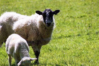 Portrait of sheep on field