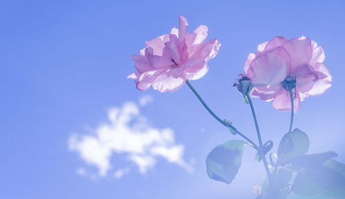 Rose flower against blue sky white clouds in the background, vintage style.
