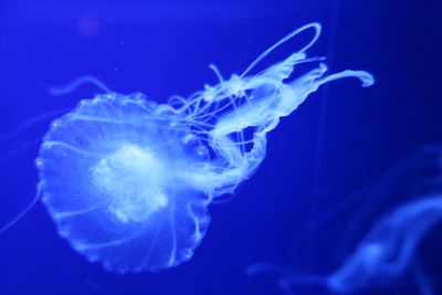 Close-up of jellyfish swimming in sea