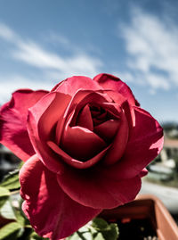 Close-up of red rose