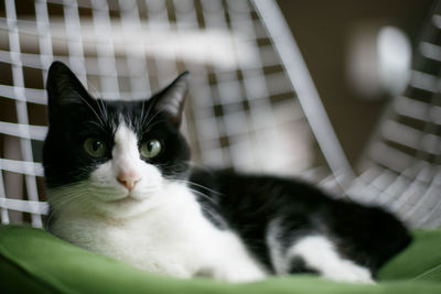 Close-up portrait of a cat