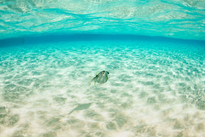 Trunk fish in clear water