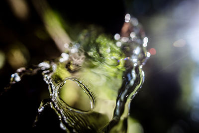 Close-up of water drops on flower