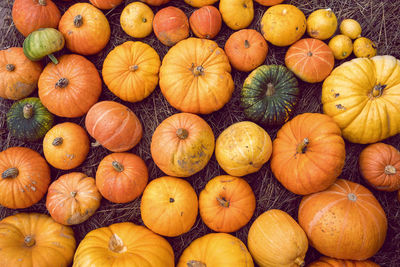 Autumn cut orange pumpkins lie in the hay