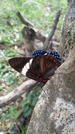 Close-up of butterfly on flower