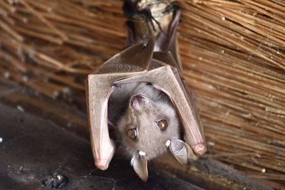 Fruit bat holding its pup in kruger national park.