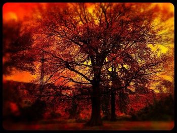 Bare trees at sunset