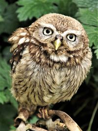 Close-up portrait of owl perching on branch