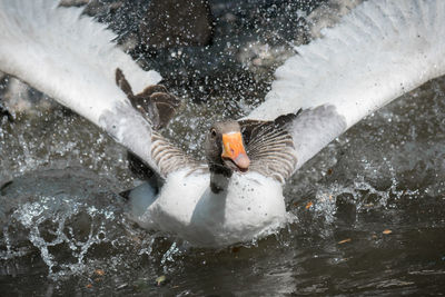 High angle view of goose splashing in lake