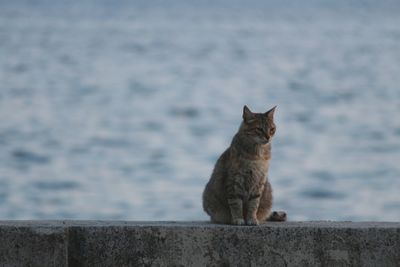 Cat sitting on wall