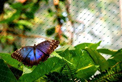 Butterfly on leaf
