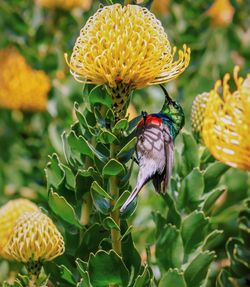 Close-up of hummingbird perching on yellow flower