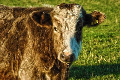 Portrait of cow on field