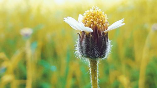 Close-up of yellow flowering plant on field