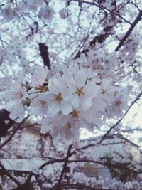 Close-up of cherry blossoms