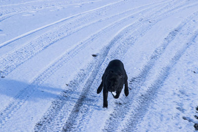 Close-up of turtle in snow