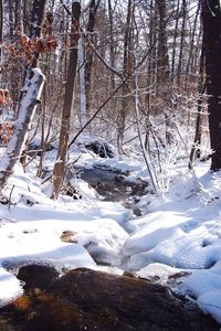 Snow covered trees in forest