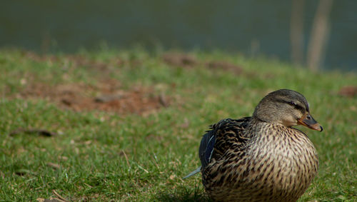 Close-up of duck on grassy field