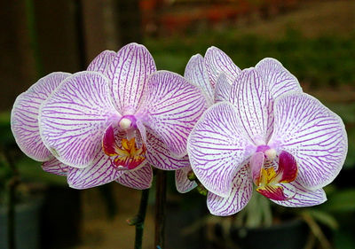 Close-up of orchid blooming outdoors