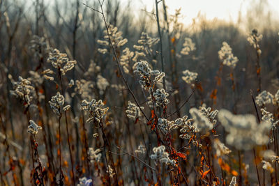 Close-up of dry plants on land