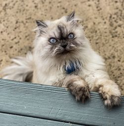 Portrait of cat sitting on floor