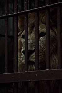 Lion in cage