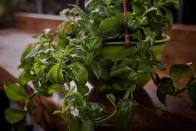 Close-up of potted plant on table