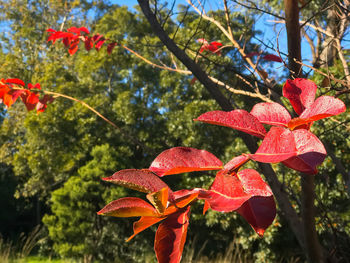 Close-up of red maple leaves on tree