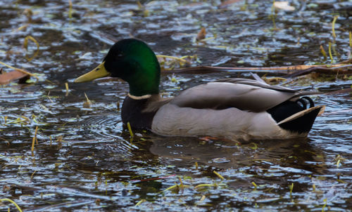 Duck swimming on lake