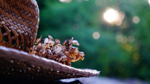 Close-up of straw hat with flowers