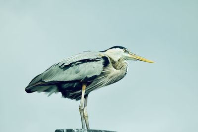 Close-up of bird perching against clear sky