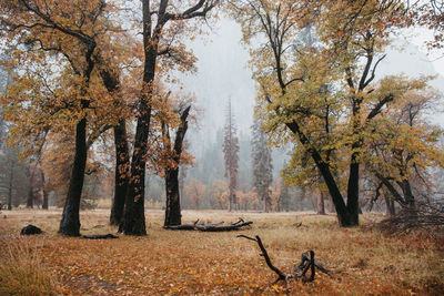 Fall colors in foggy yosemite national park
