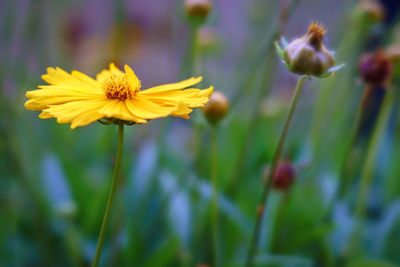 Close-up of yellow flowering plant on field