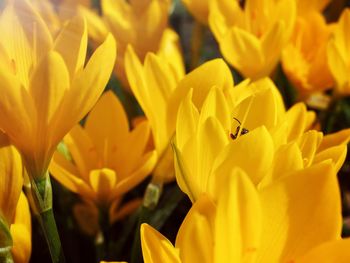 Close-up of yellow crocus blooming outdoors
