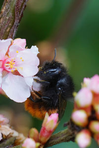 Natural closeup on a female european orchard mason bee, osmia cornuta on a white cherry flower