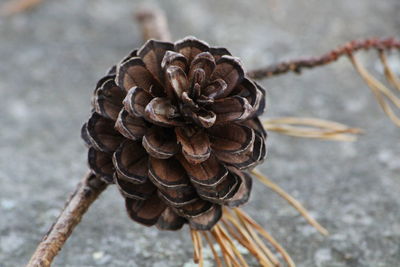 Close-up high angle view of leaf