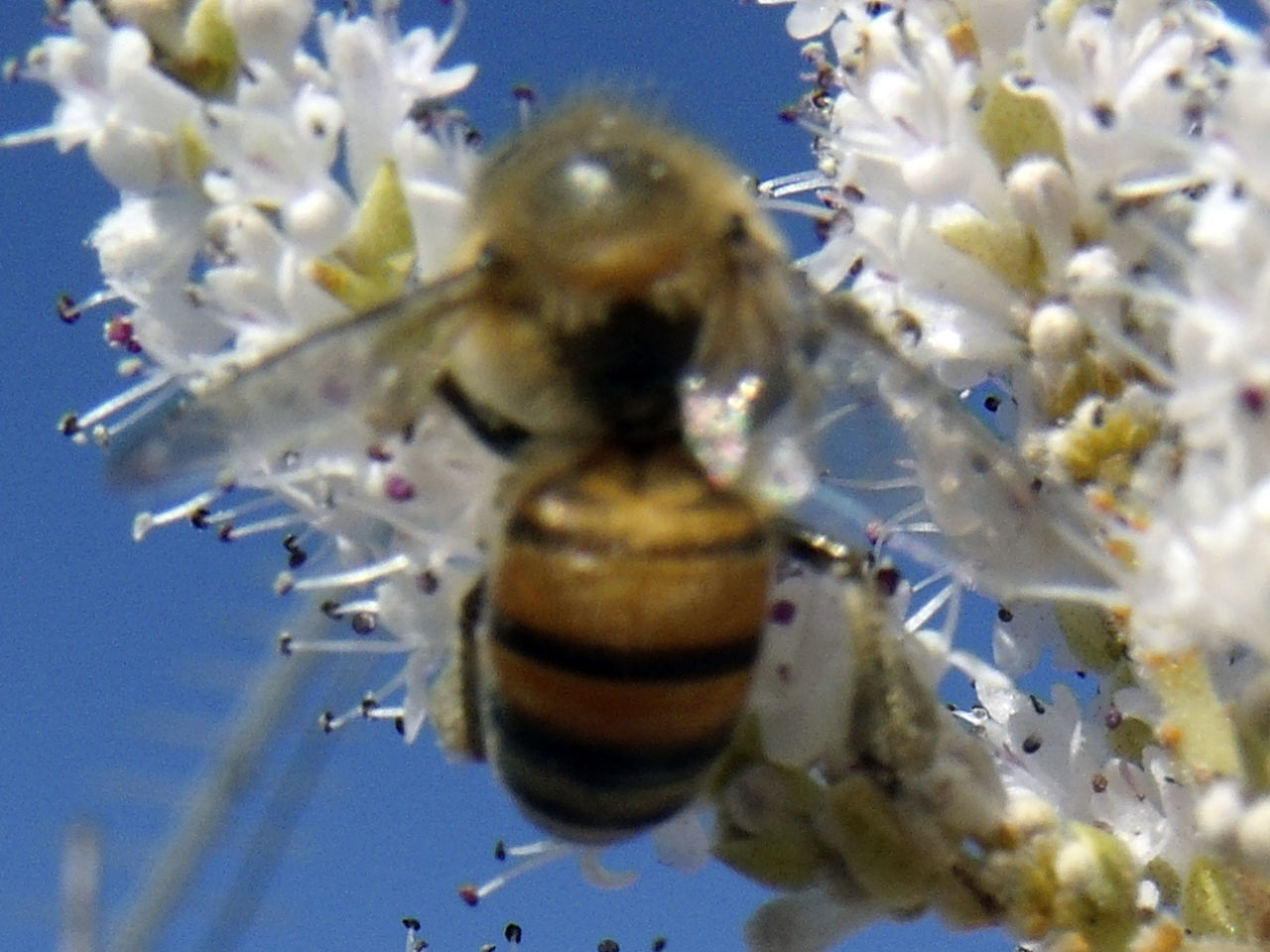 CLOSE-UP OF HONEY BEE ON FLOWER