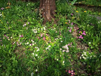 High angle view of flowering plants on field