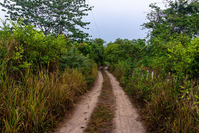 Colombian dirt road amidst trees against sky