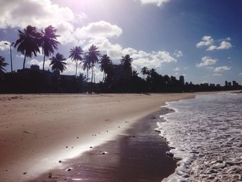 Palm trees on beach