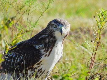 Close-up of a bird perching on a field